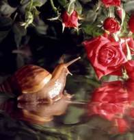 Сказка Улитка и розы читать онлайн с картинками полностью, Андерсен Г. Х.