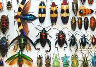Собрание насекомых