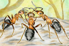 Анекдоты о муравьях