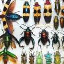 Собрание насекомых