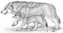 Волк и Волчонок