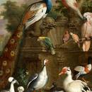 Птичье радио