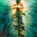 Сосна и ёлочка