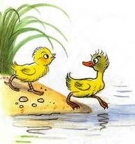 цыпленок и утенок пошли купаться на озеро