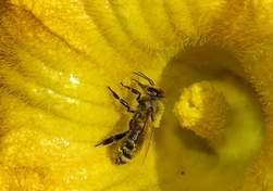 Пчела и тыквенный цветок