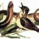 Чьи это ноги читать сказка Бианки