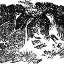 Тайна ночного леса читать сказка Бианки