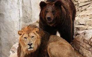 Лев и медведь