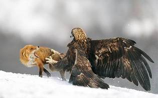 Орел и лисица
