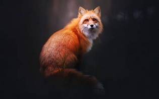 Растолстевшая лисица