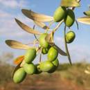 Деревья и олива