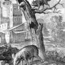 Орел, дикая свинья и кошка