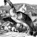 Орлица и жук