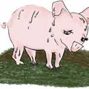 Про свинью-красавицу