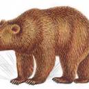 medved